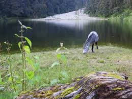Dodital